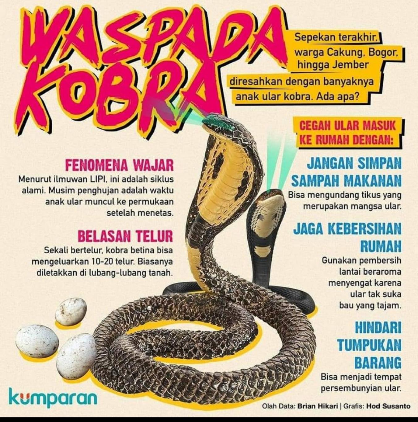 WASPADA KOBRA